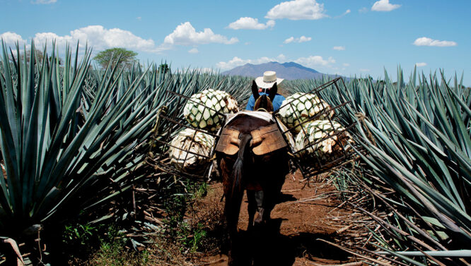 pinas_agave
